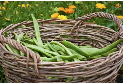 Summer's a great time to be in the garden