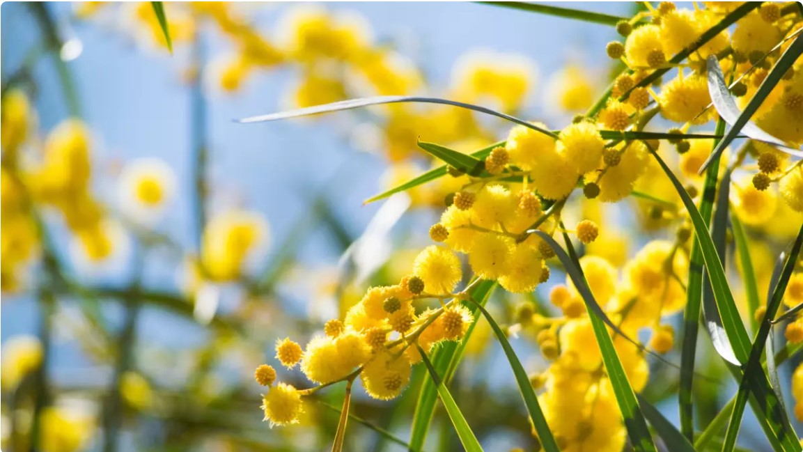 Yates takes care of your Spring gardening calendar